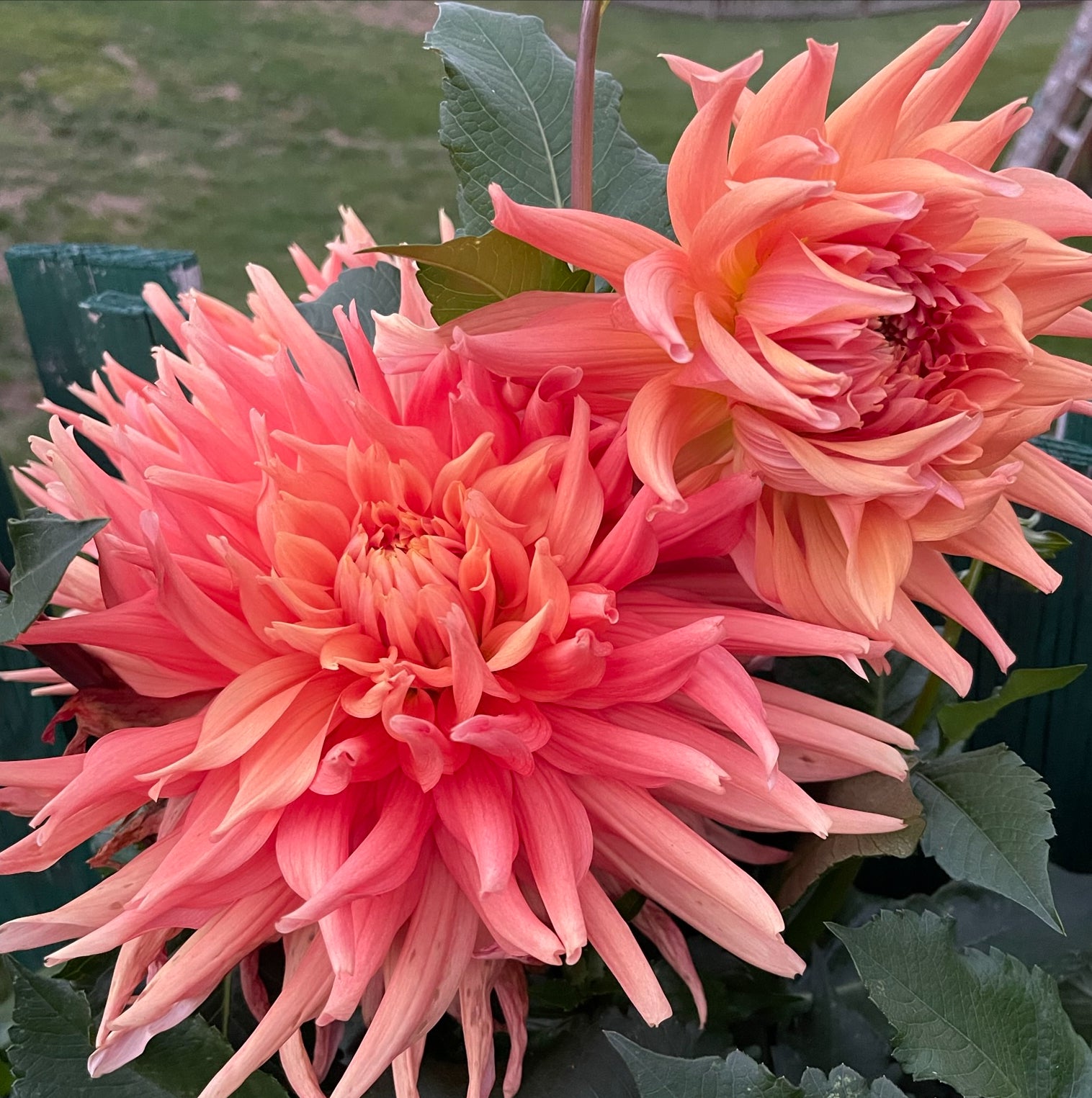 Bloomquist Karen G Dahlia – Draginas Dahlias