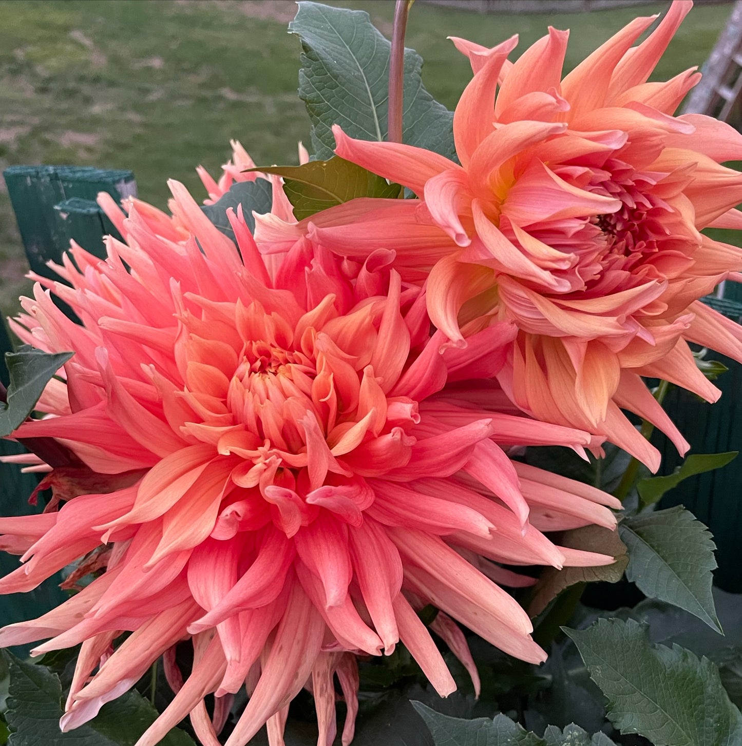 Bloomquist Karen G Dahlia