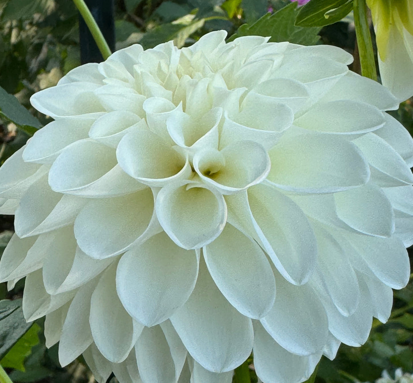 Mt. Hood Dahlia