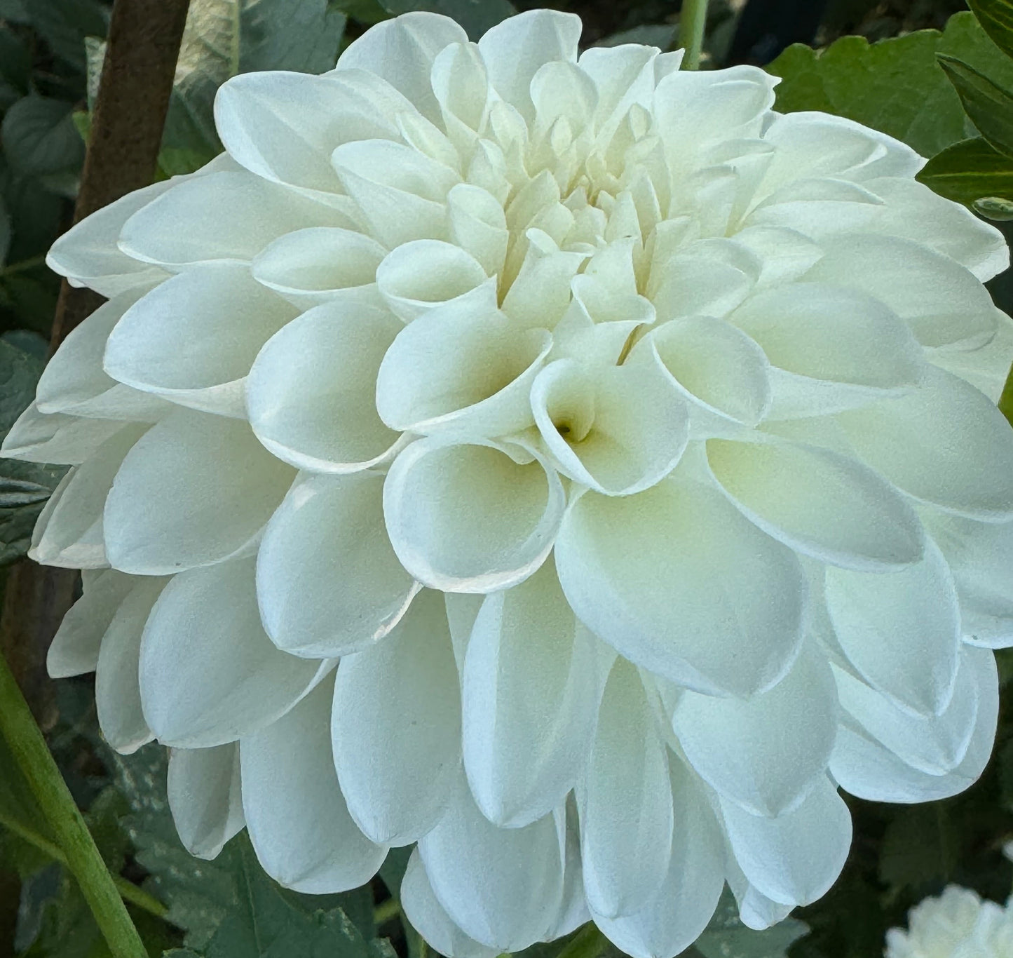 Mt. Hood Dahlia