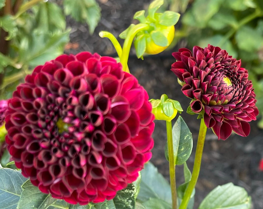 Bloomquist Paul Jr Dahlia