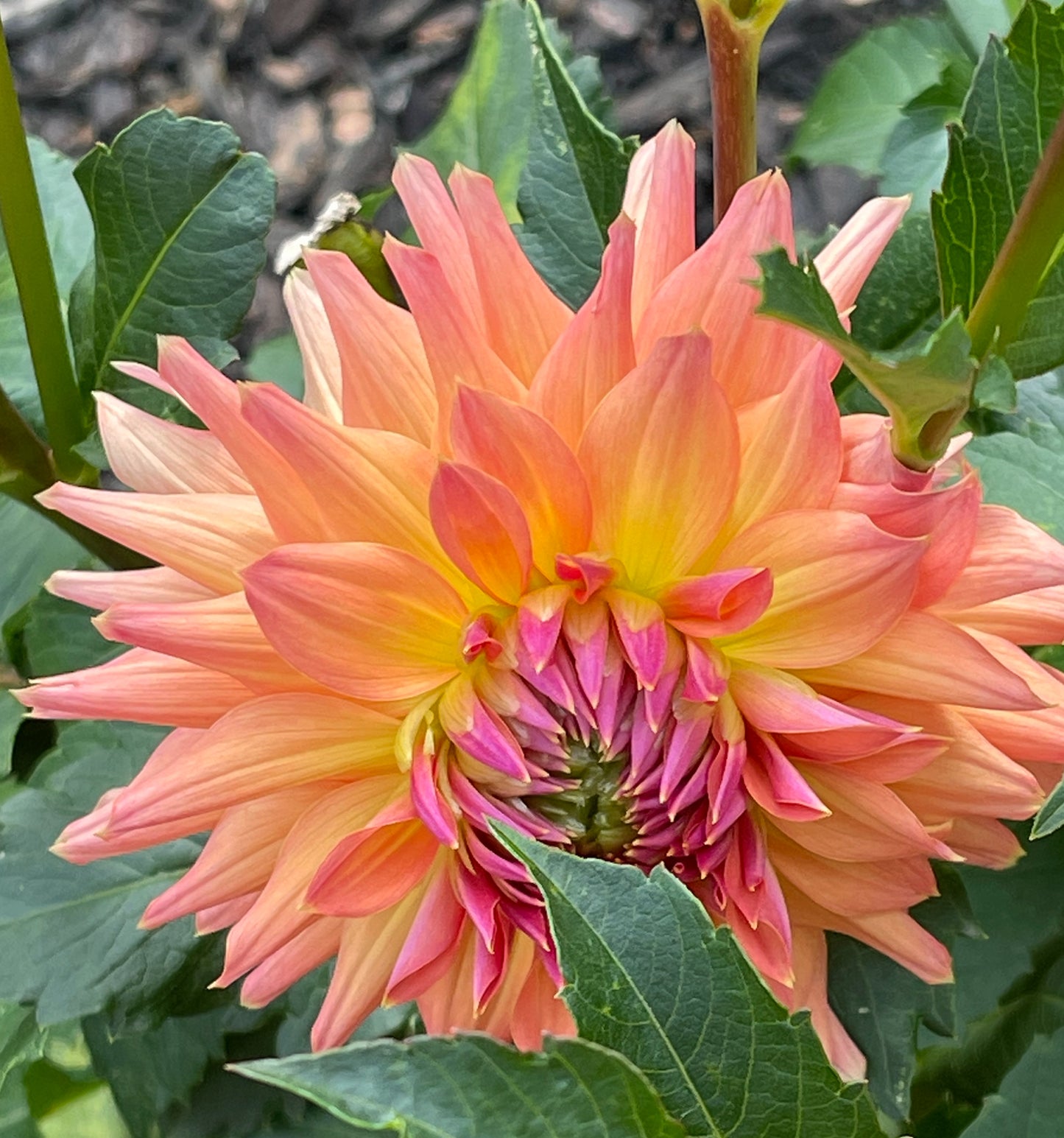 Bloomquist Paxton P Dahlia