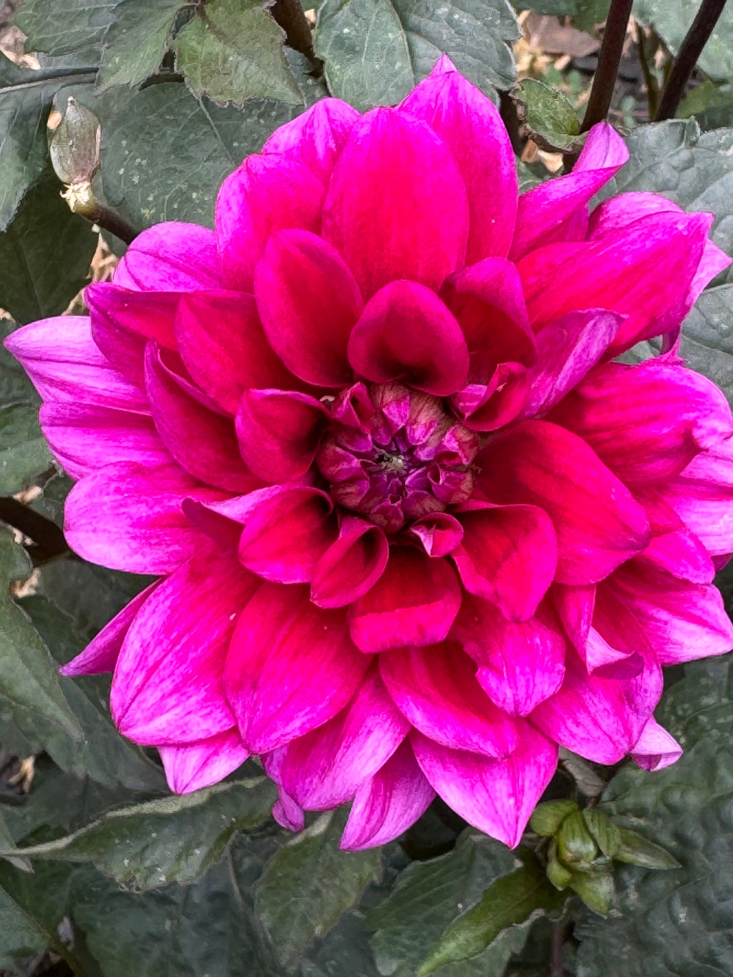 Sayonara Dahlia