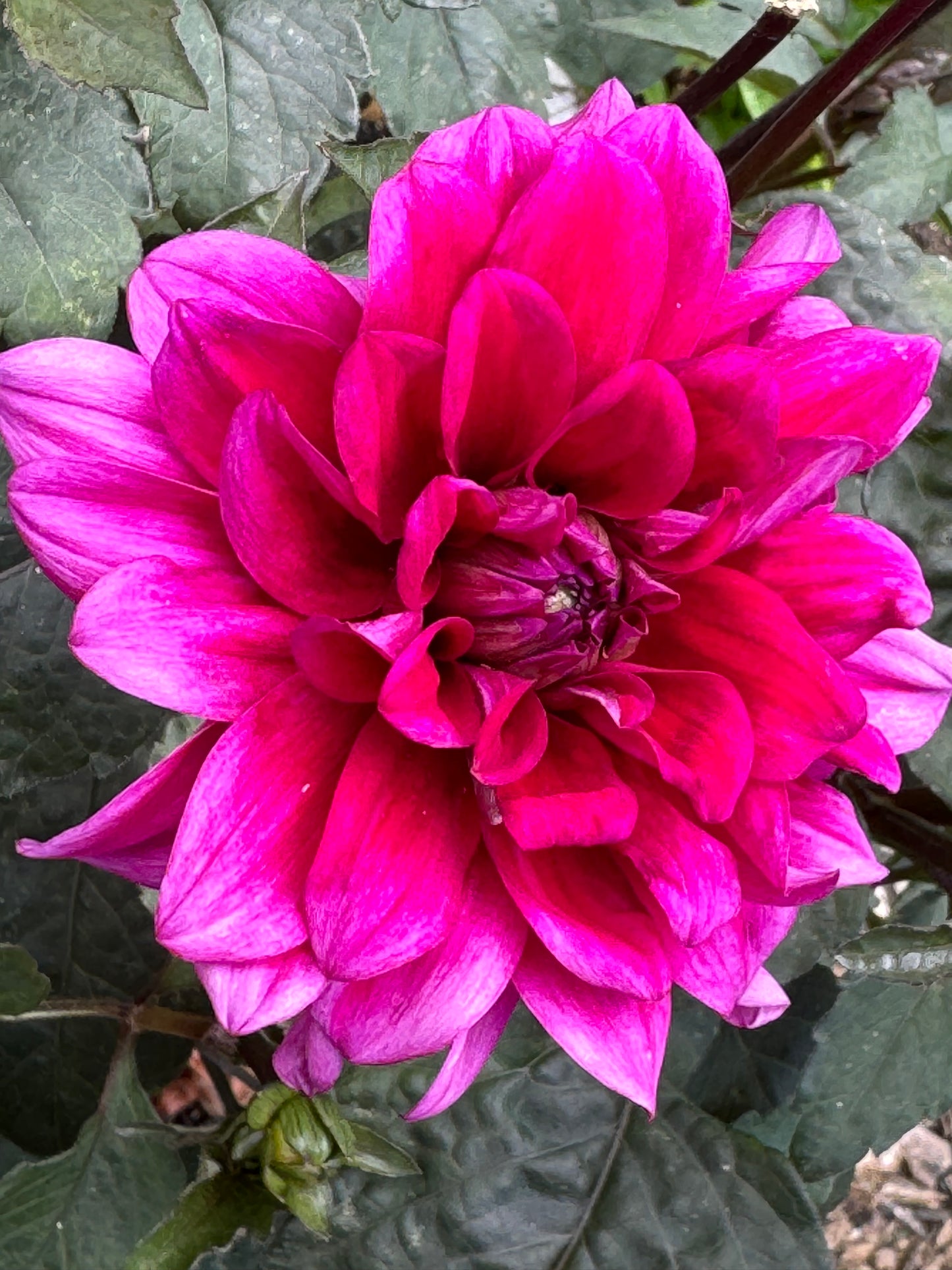 Sayonara Dahlia