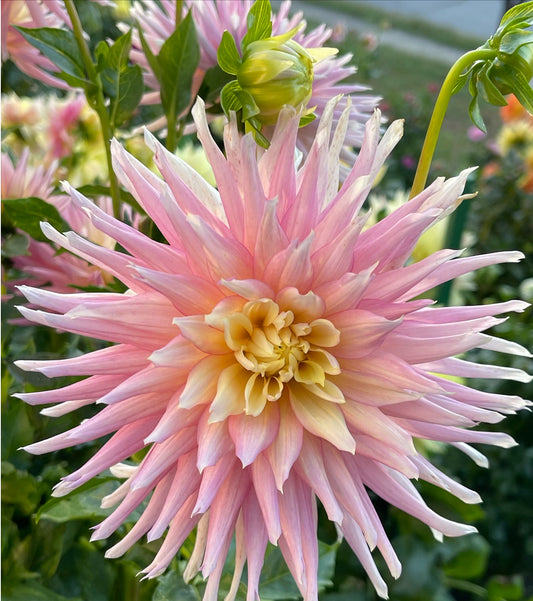 Bo-Peep Dahlia