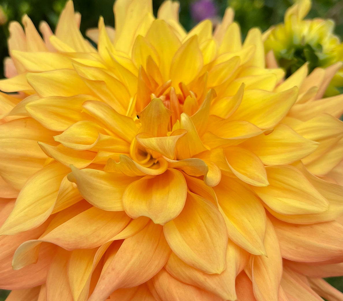 Bonaventure Dahlia