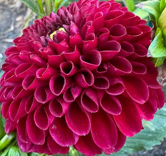 Ivanetti Dahlia