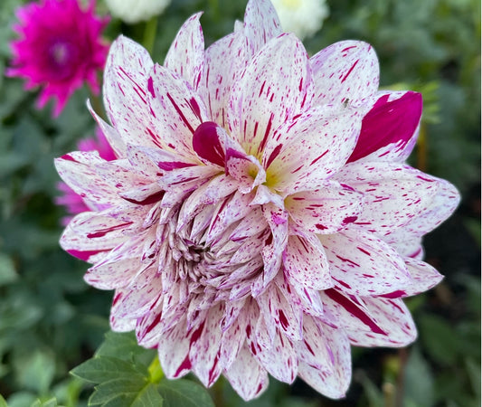 Bristol Fleck Dahlia