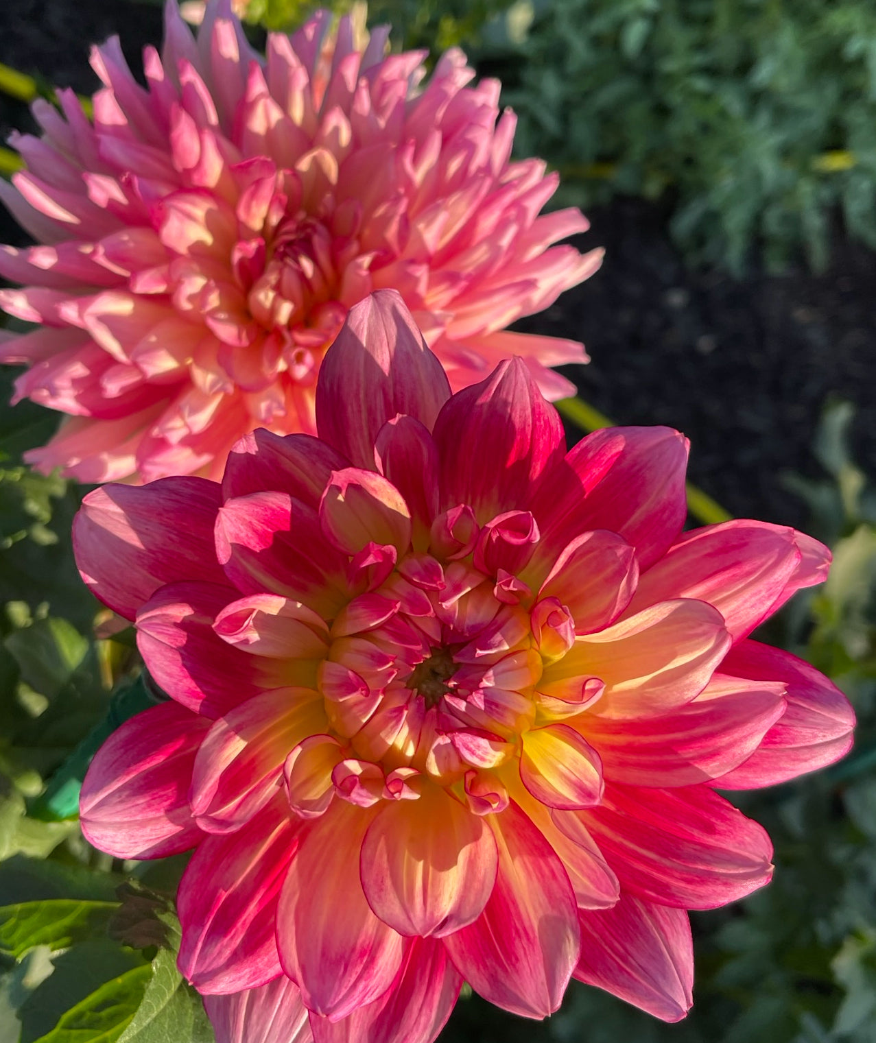 Bubbling Over Dahlia