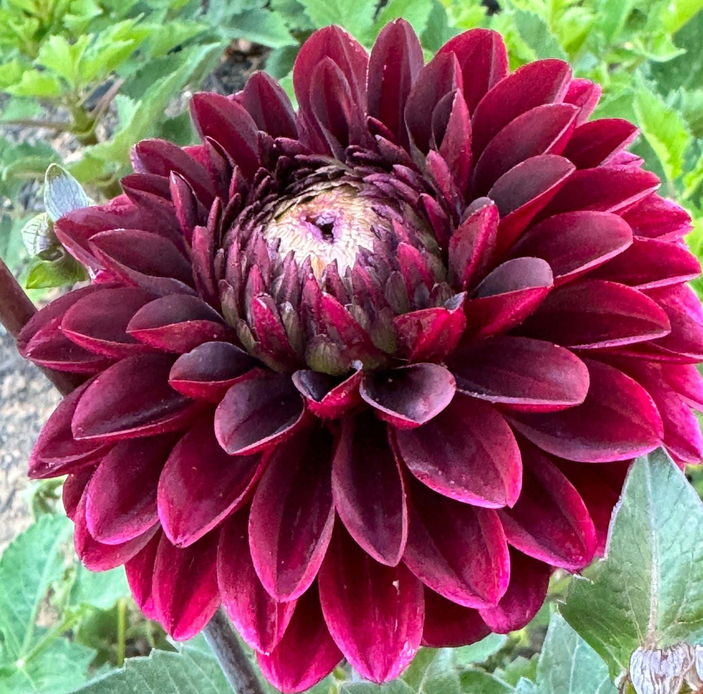 Dark Destiny Dahlia