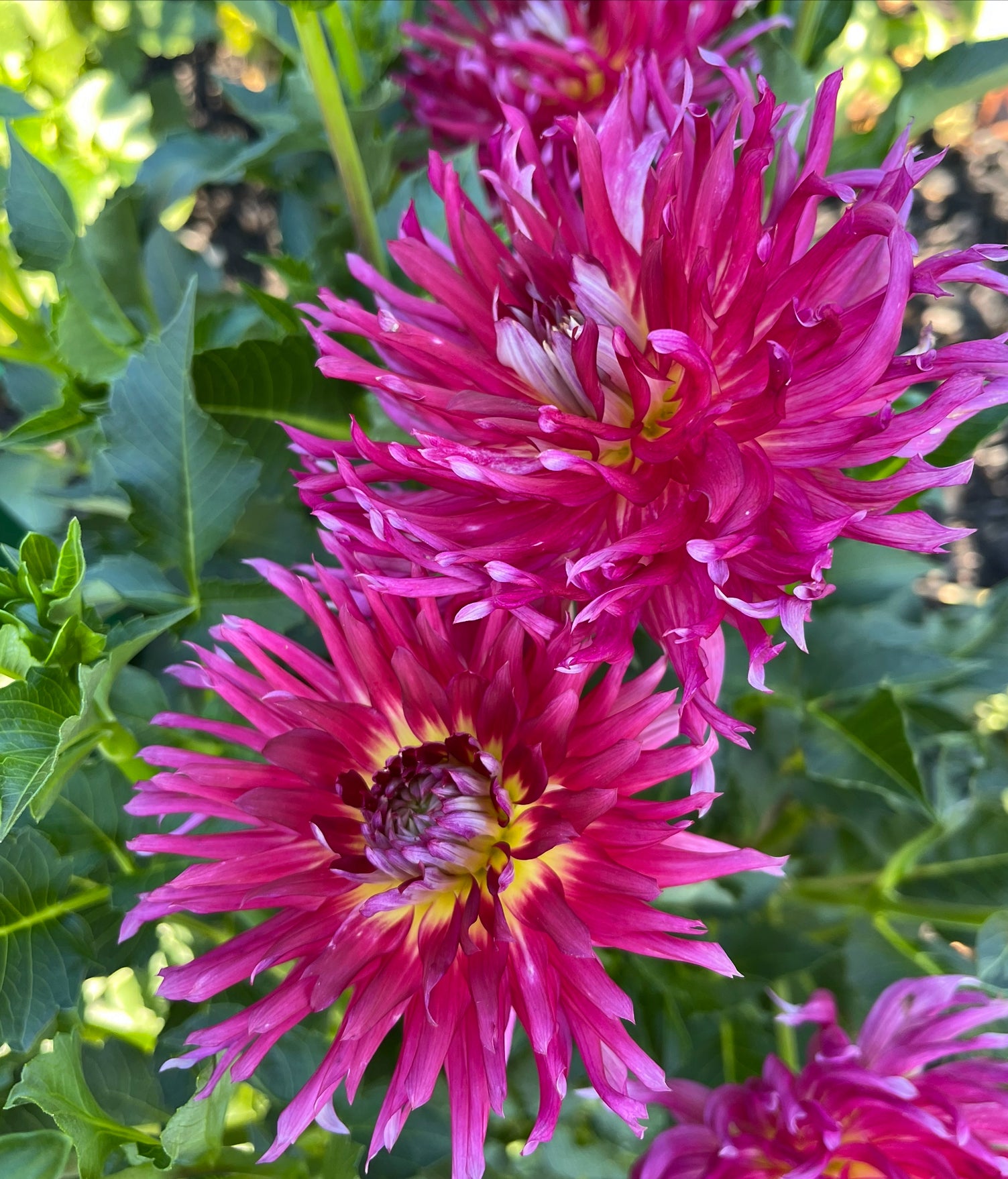 Camano Concorde Dahlia - Draginas Dahlias
