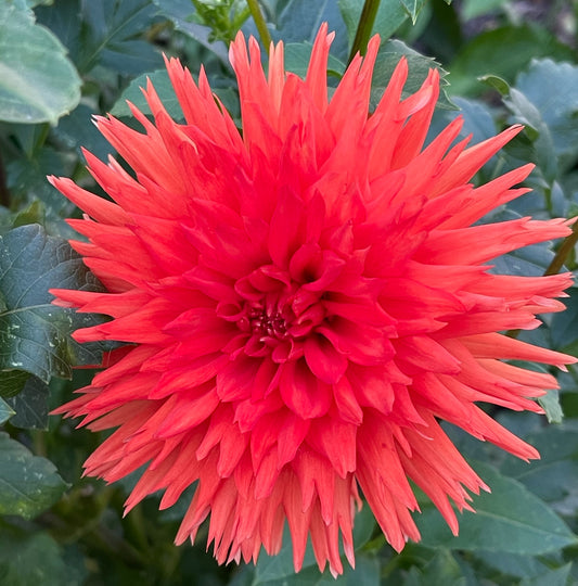 Camano Susan Dahlia