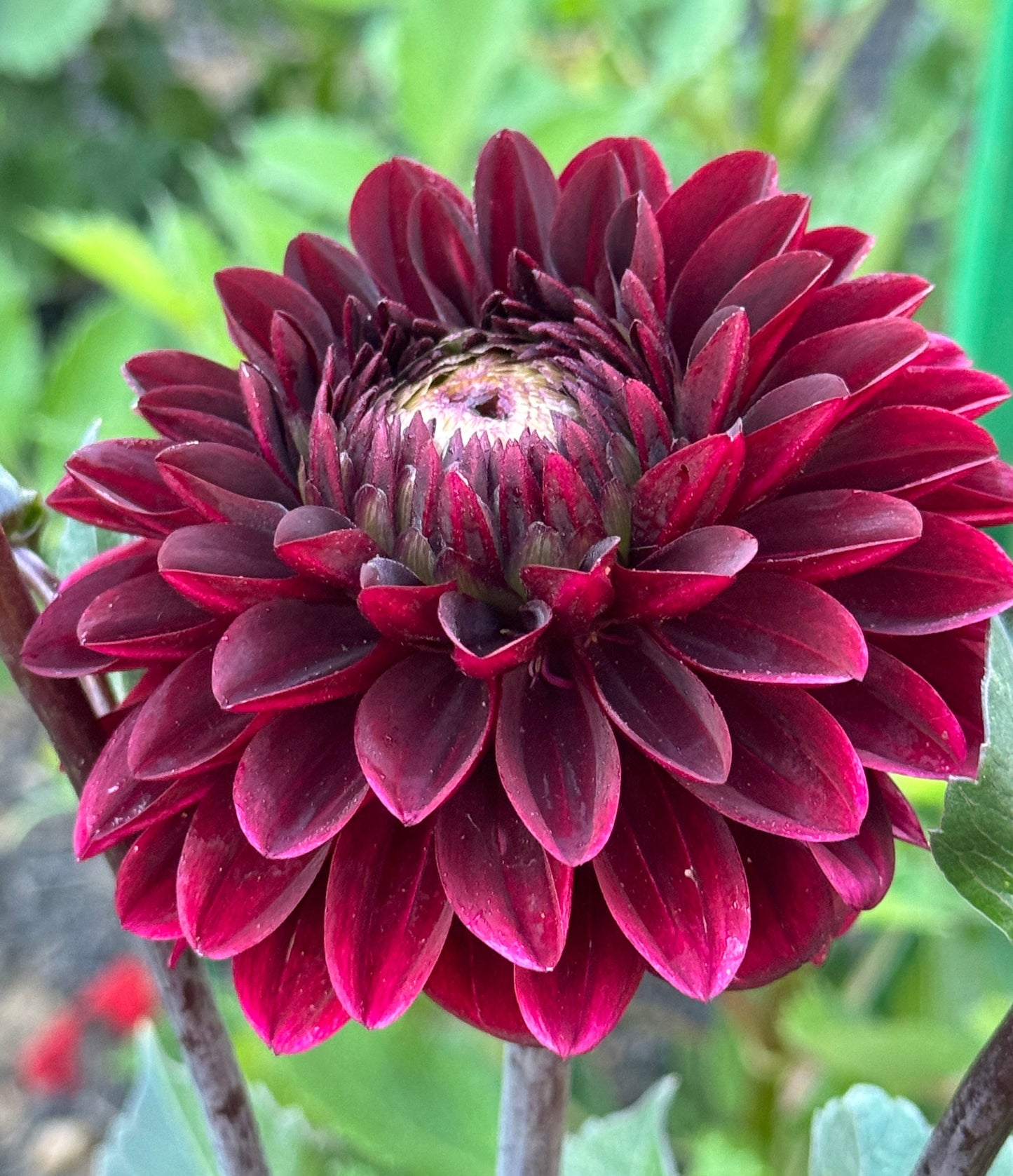 Dark Destiny Dahlia