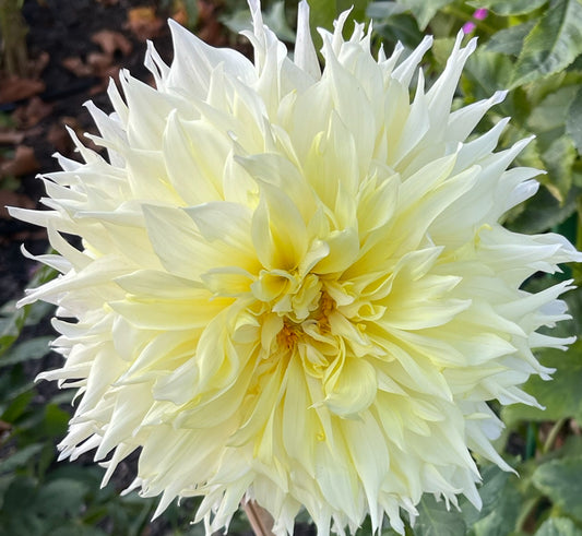 Canary Fubuki Dahlia