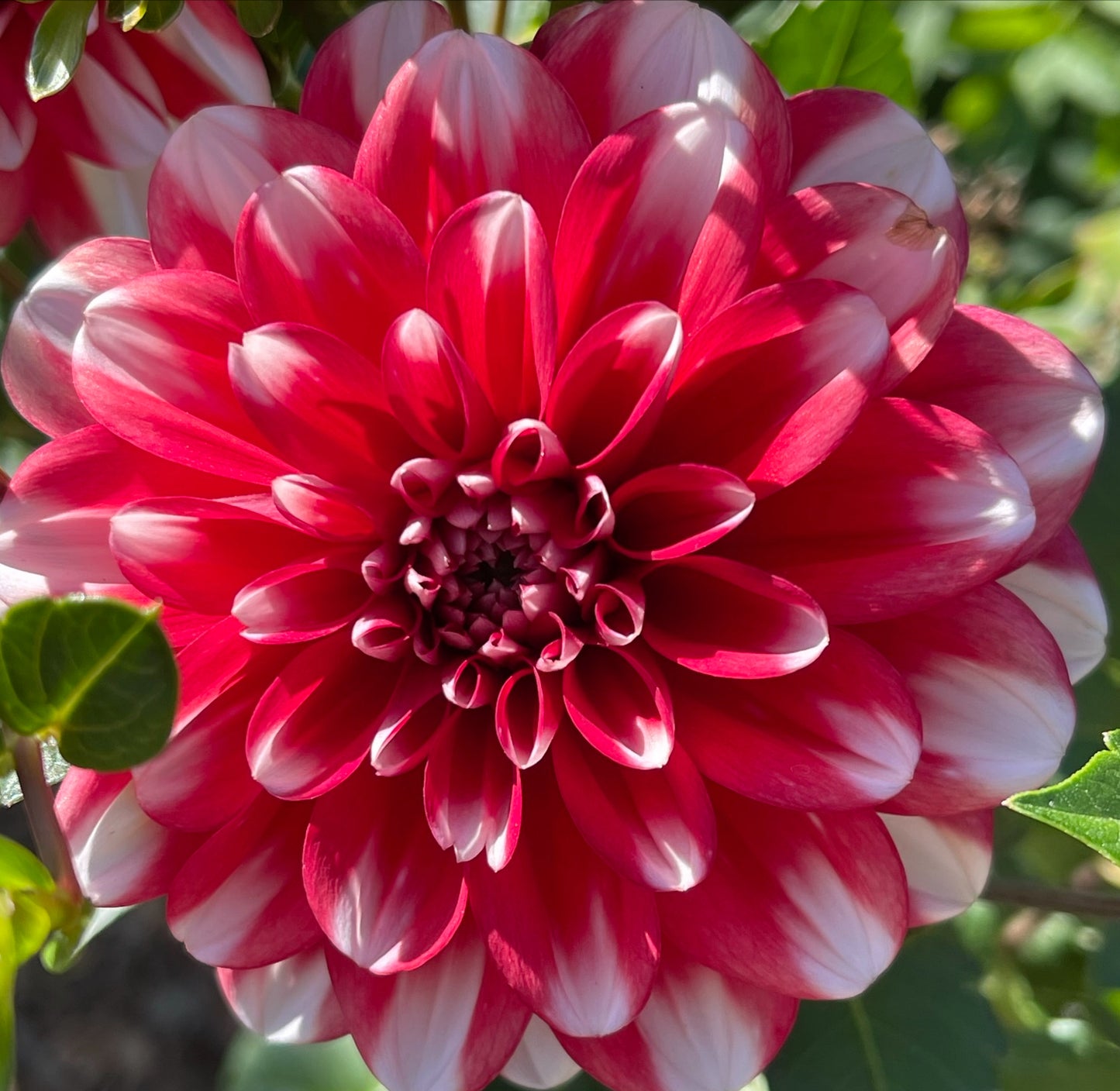 Dynamite Dahlia