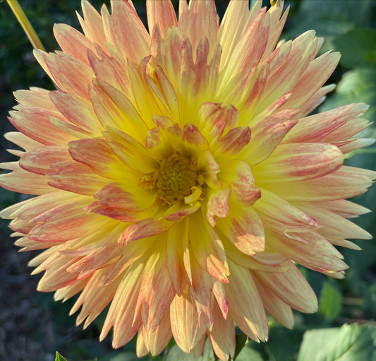 Caribbean Fantasy Dahlia