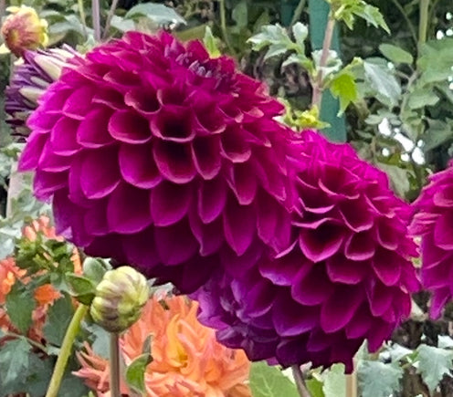 Chimacum Del Blomma Dahlia