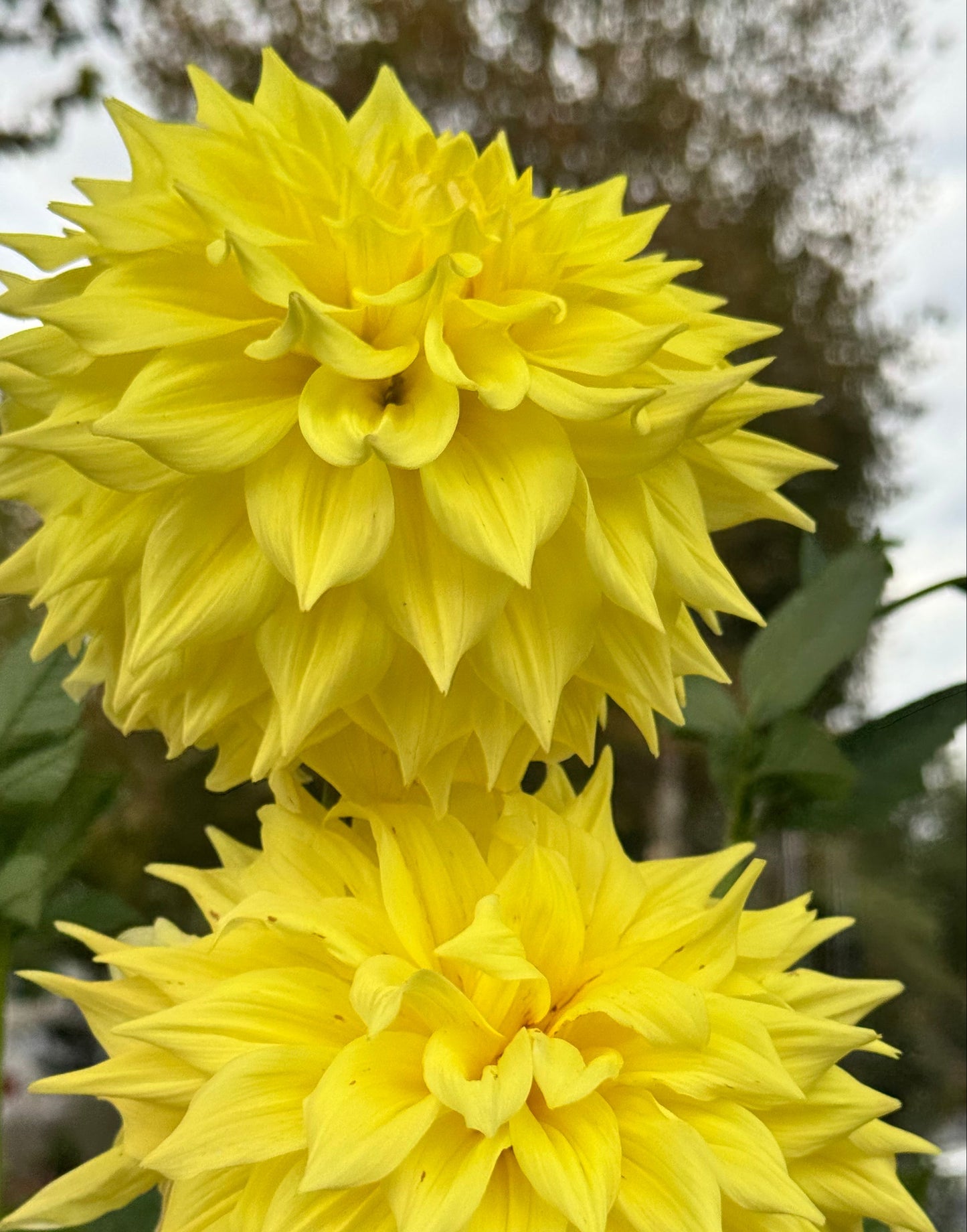 Wyn”s Neon Dream Dahlia
