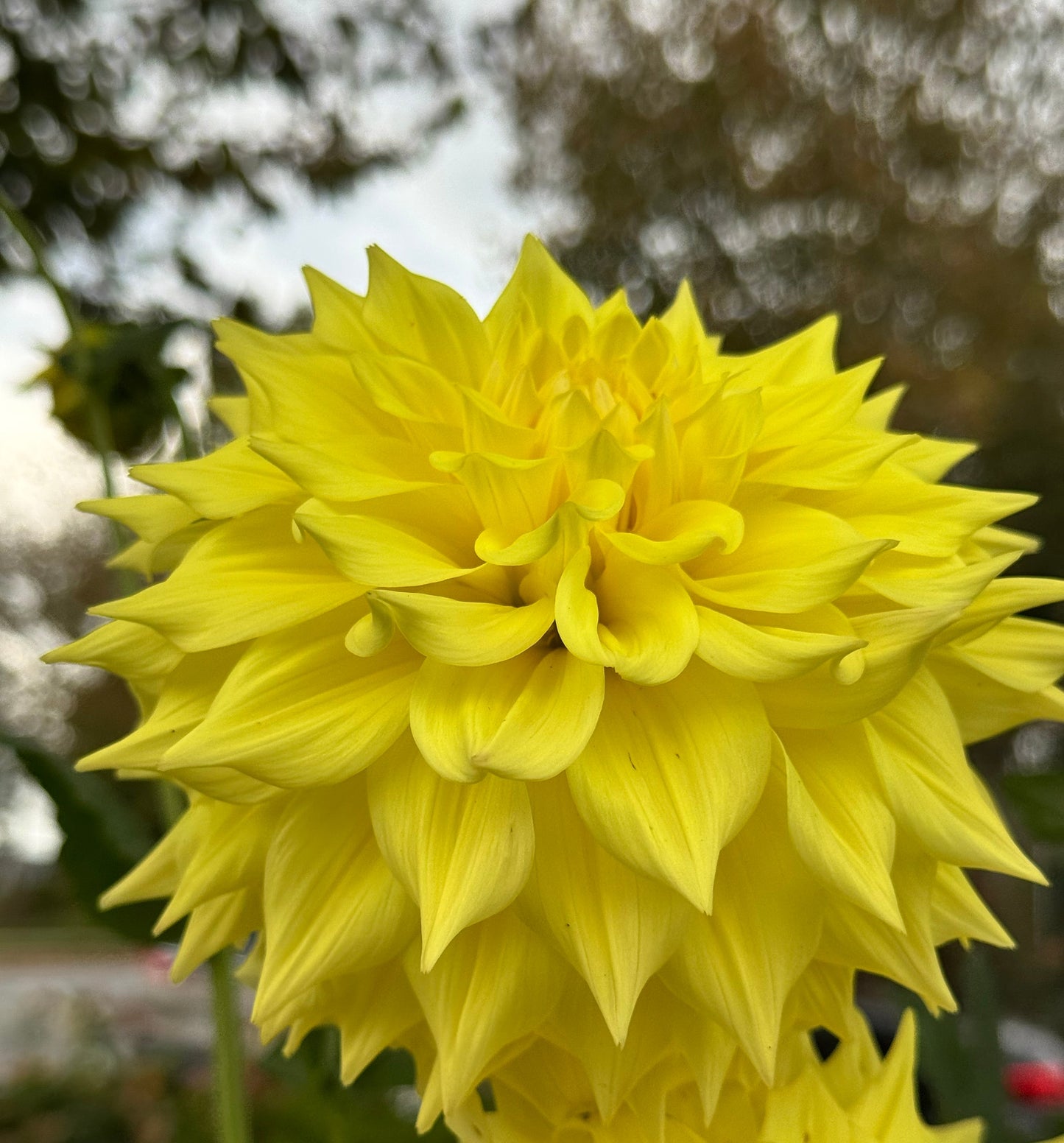 Wyn”s Neon Dream Dahlia