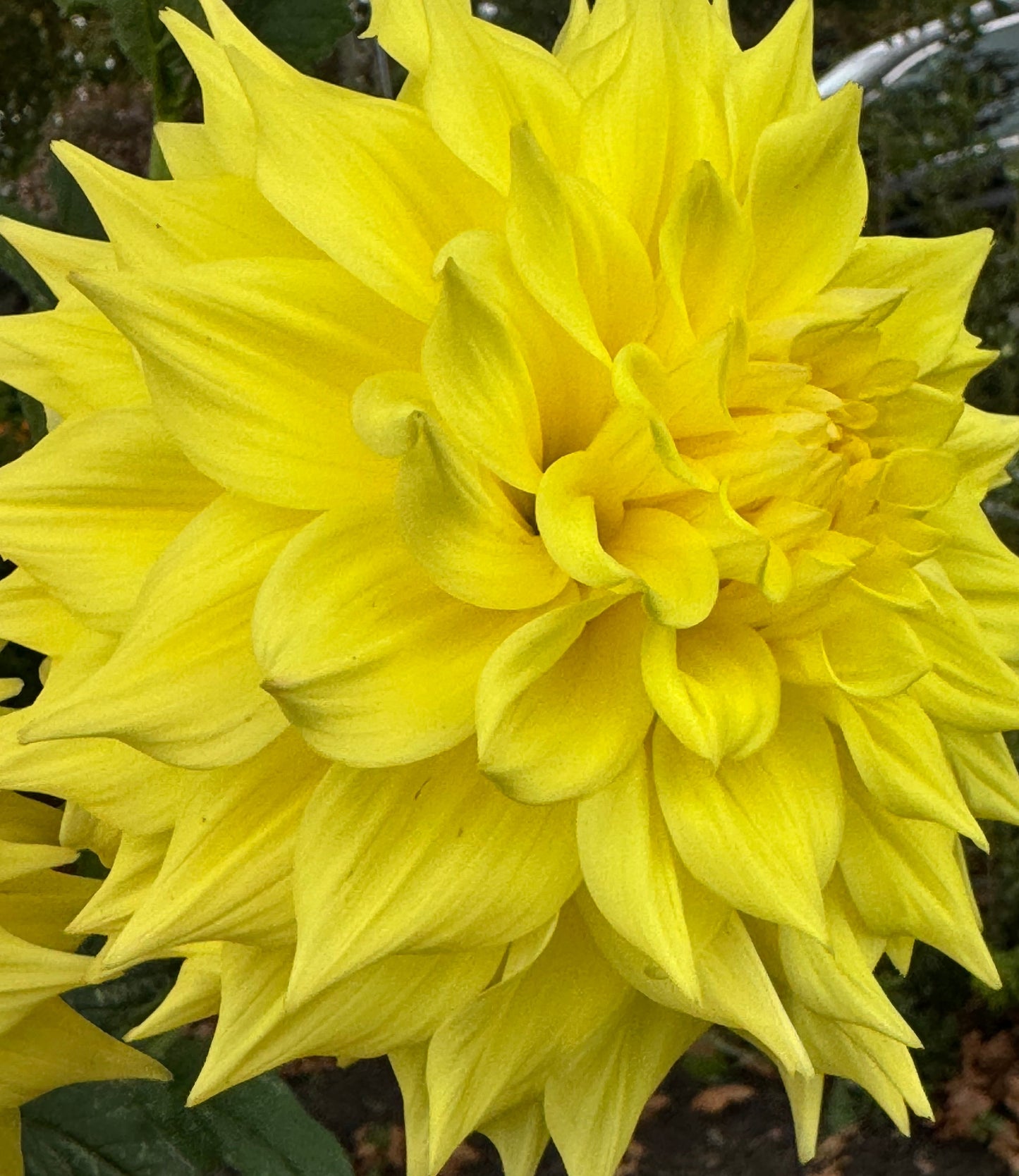 Wyn”s Neon Dream Dahlia