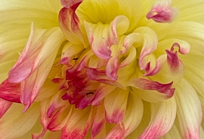 Citron Du Cap Dahlia