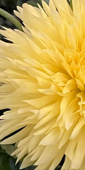 Citron Du Cap Dahlia