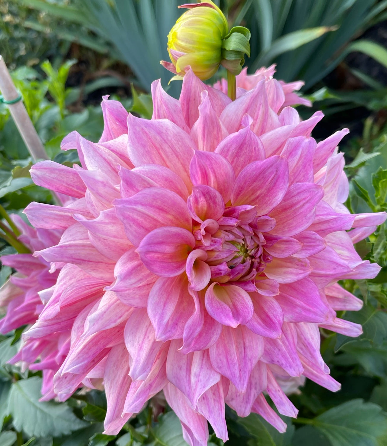 Clearview Lila Dahlia