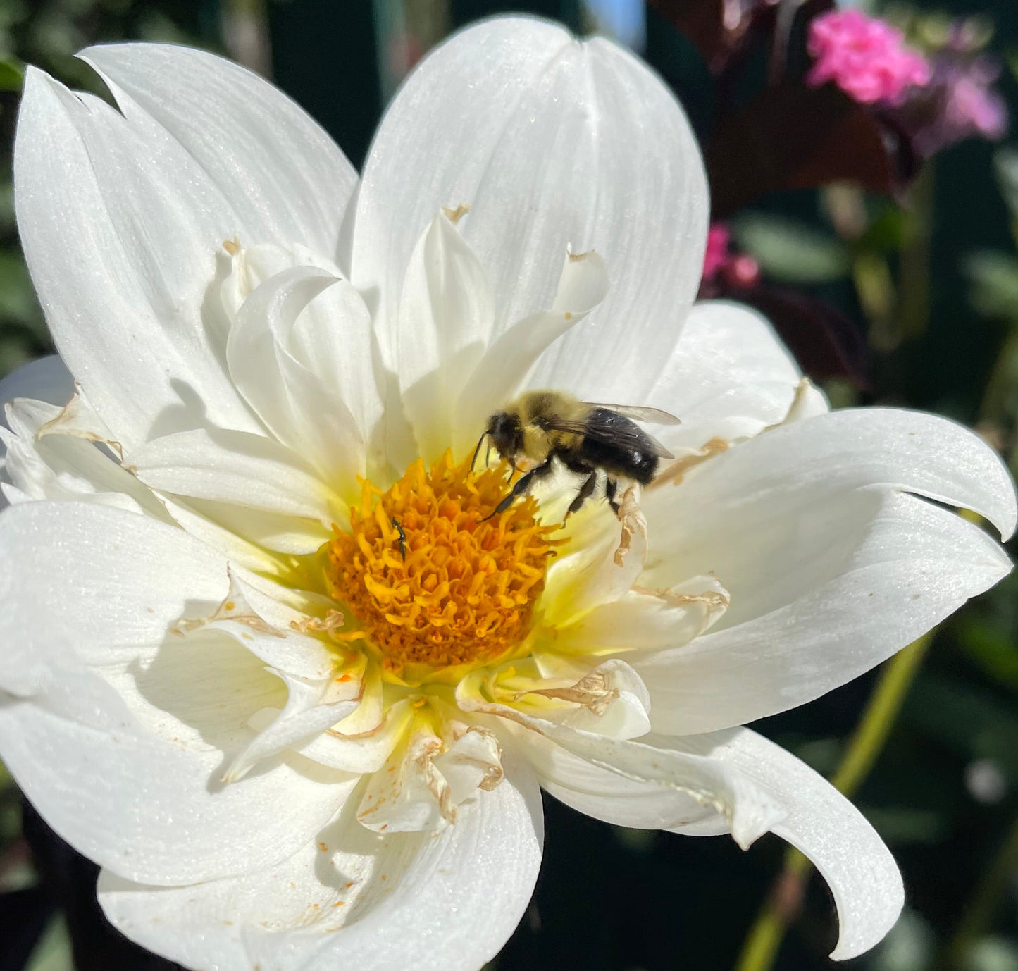 Cherubino Dahlia