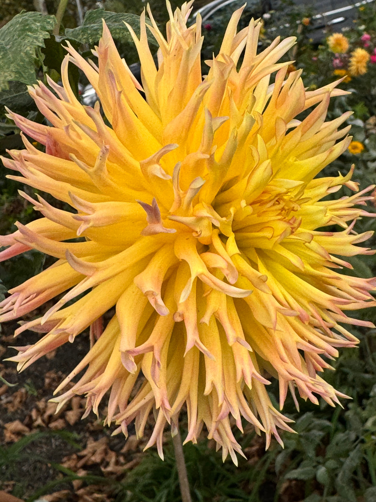 Bloomquist Behold The Glory Dahlia