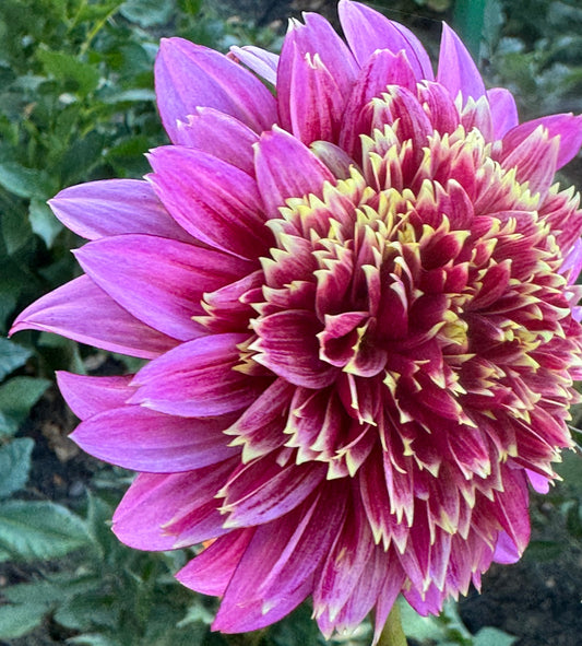 Mambo Dahlia