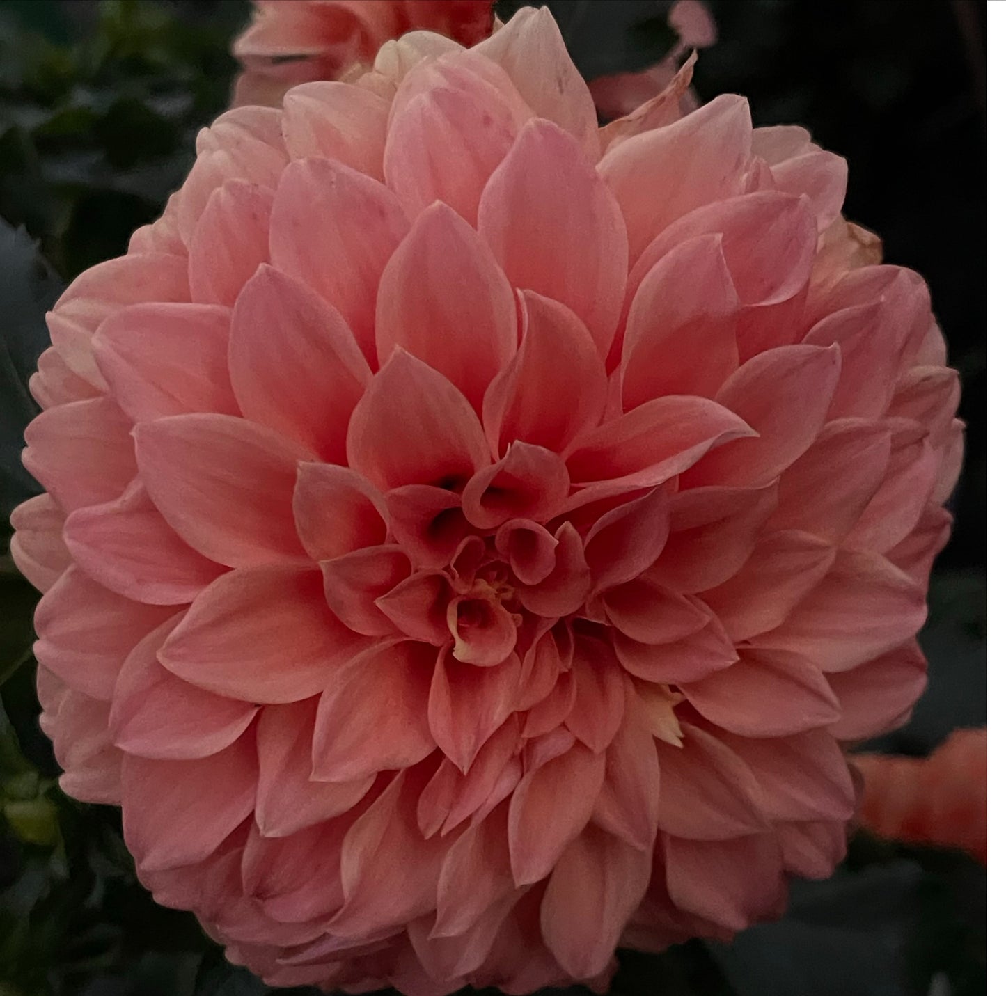 Clyde’s Choice Dahlia