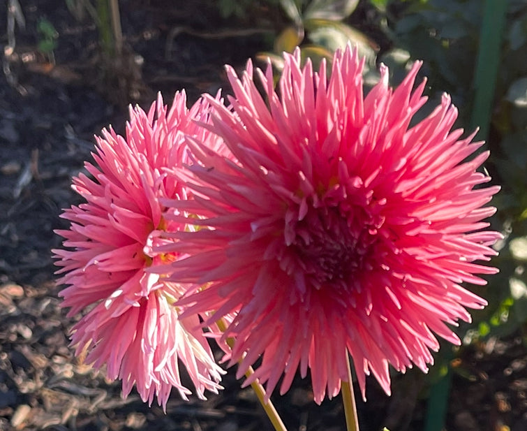 Colwood Scheri Dahlia