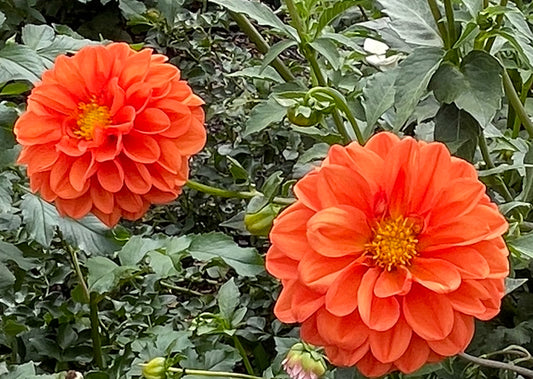 Elks High Impact Dahlia