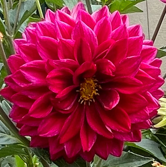 Elks Twitterpation Dahlia