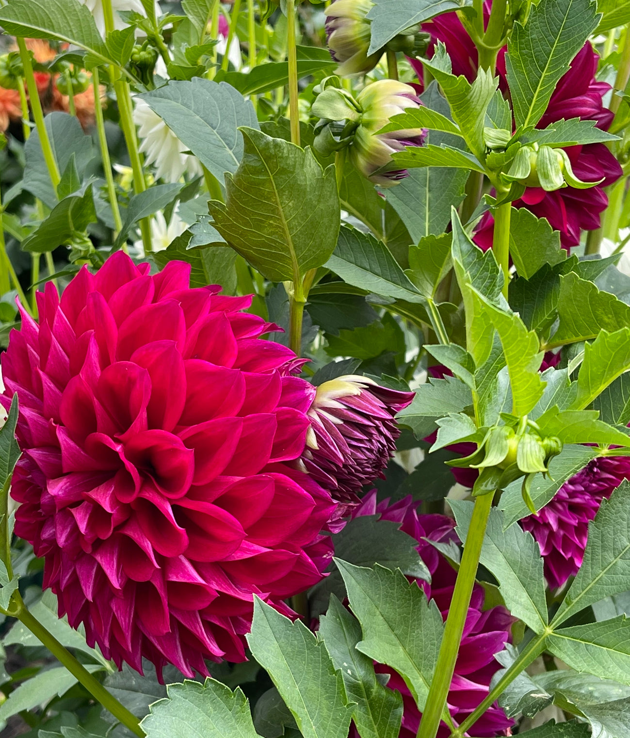 Fabulous Dahlia