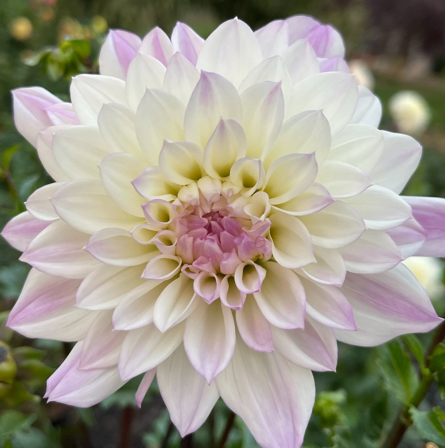 Ferncliff Illusion Dahlia