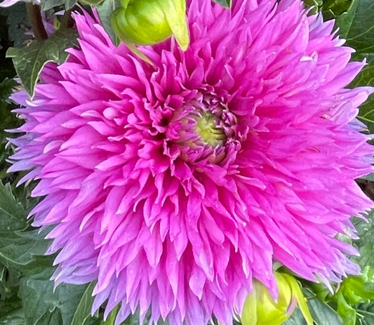 Frizzy Lizzy Dahlia