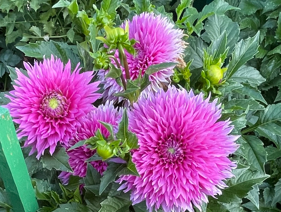 Frizzy Lizzy Dahlia