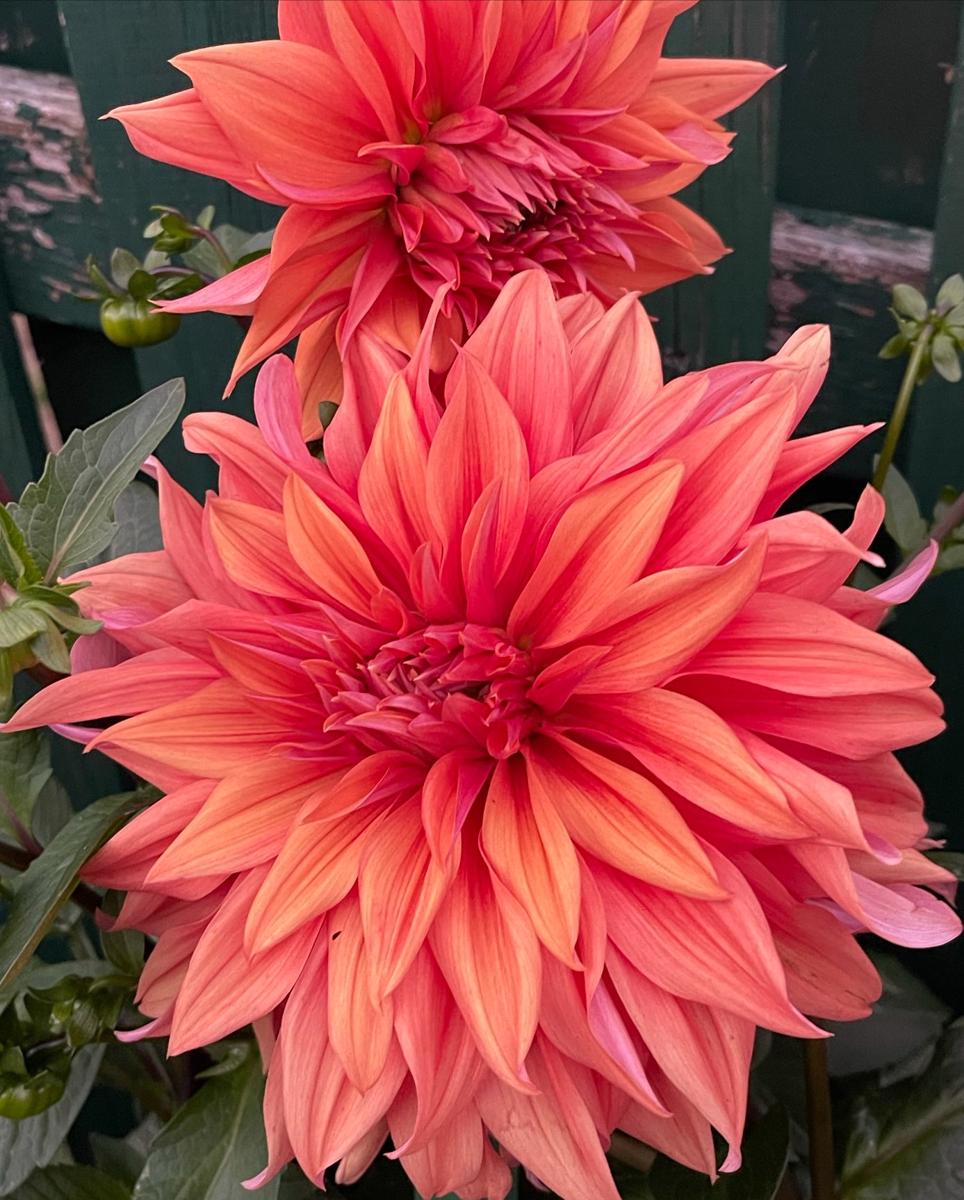 Frost Nip Dahlia