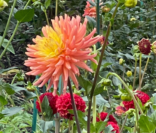 Hana Hitosuji Dahlia