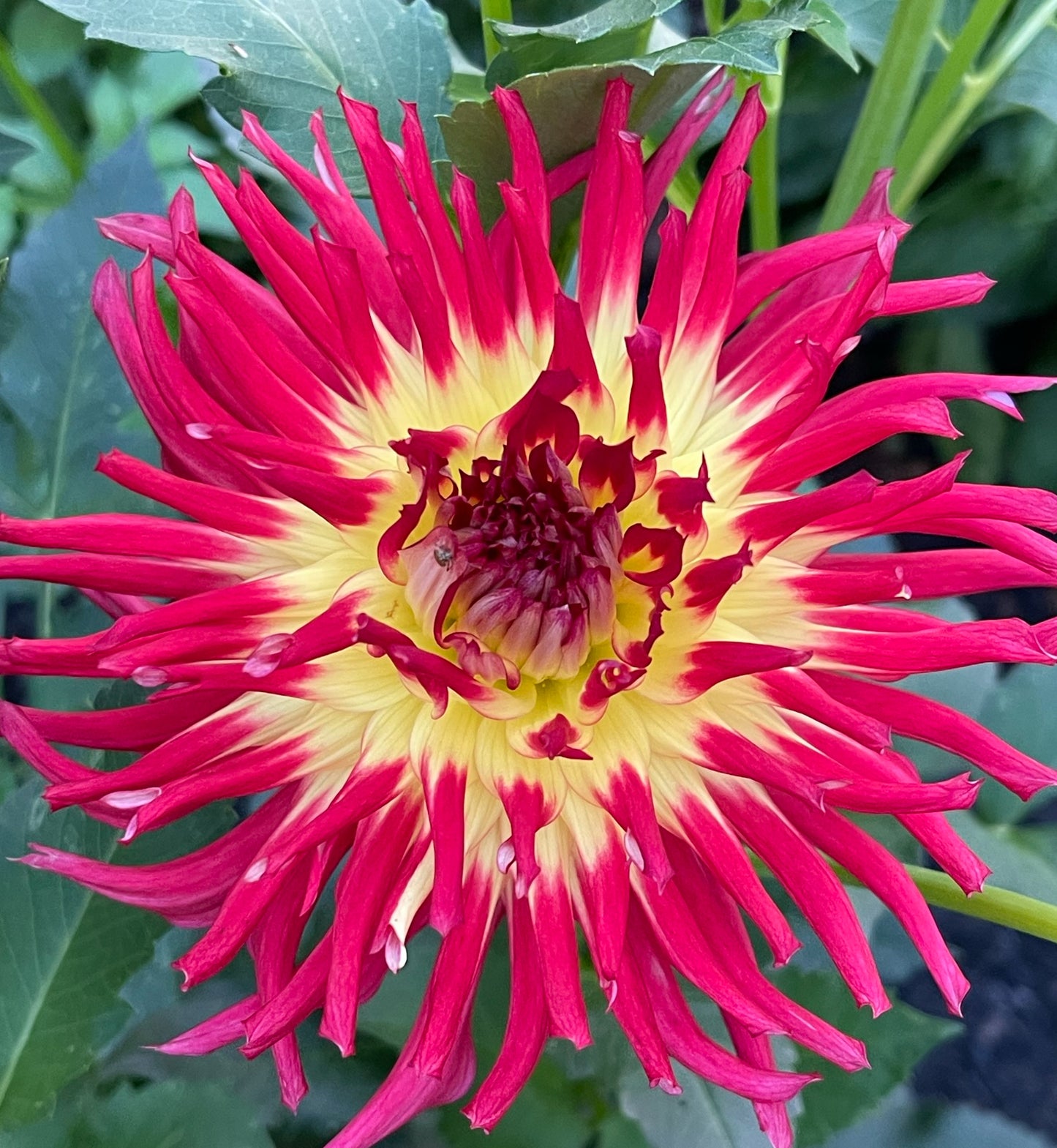 Nenekazi Dahlia