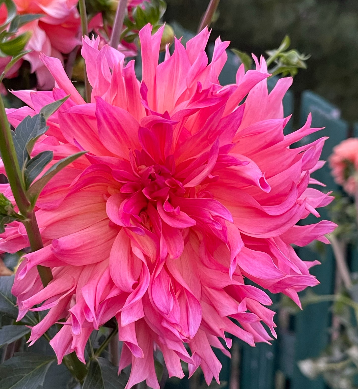 Helen Richmond Dahlia