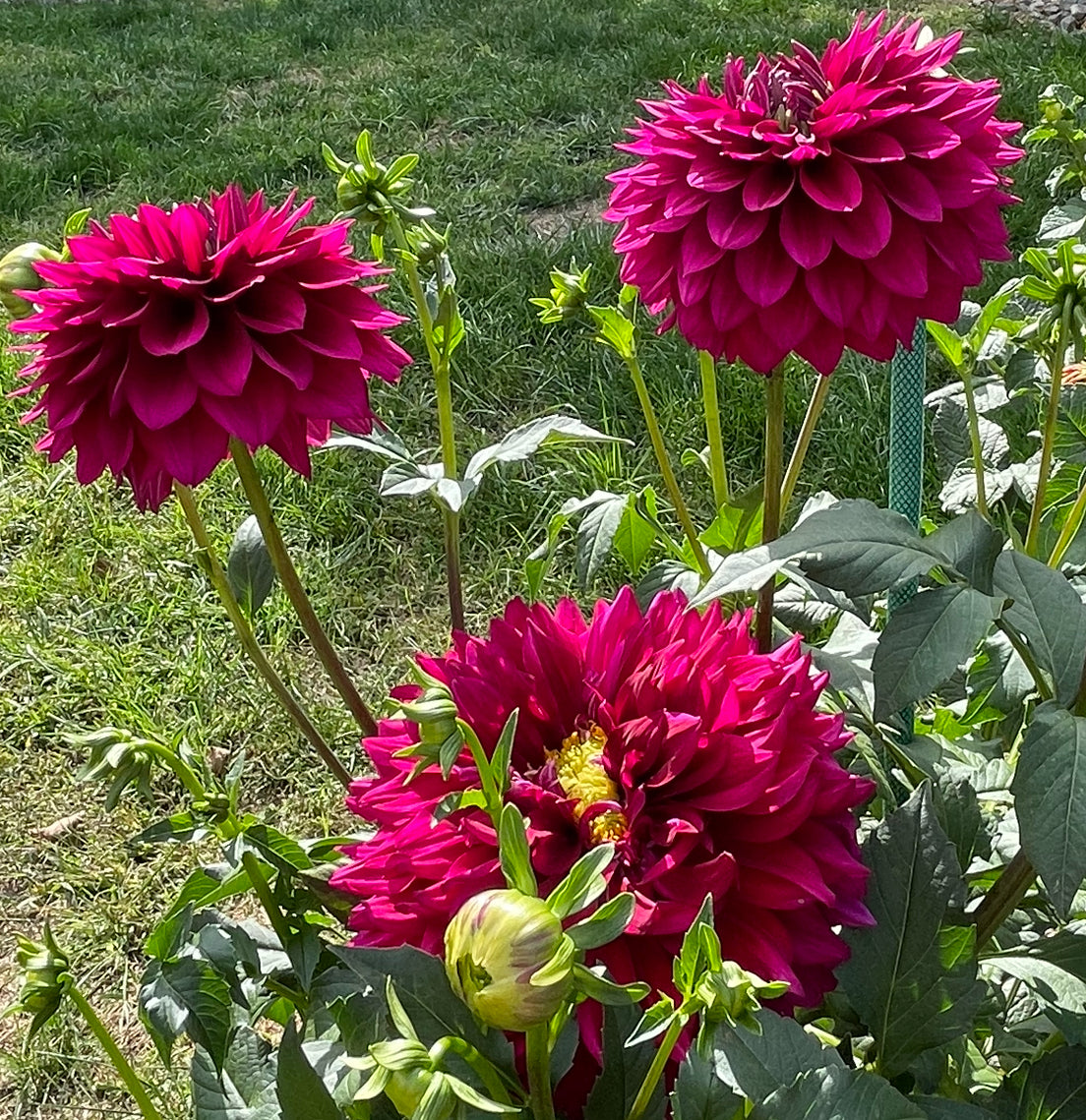 Hello Dahlia