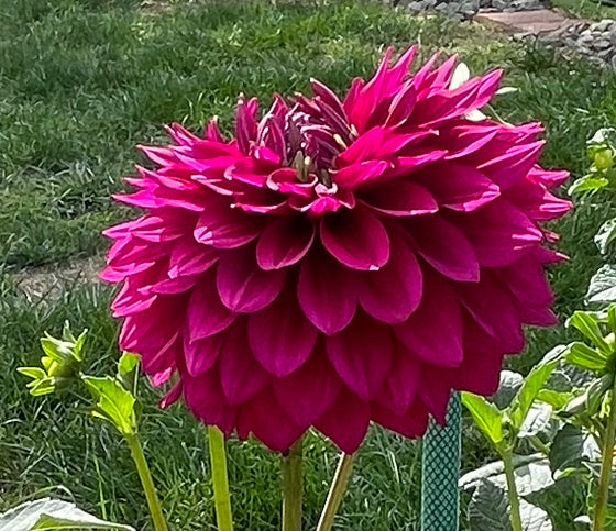 Hello Dahlia