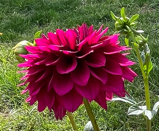 Hello Dahlia