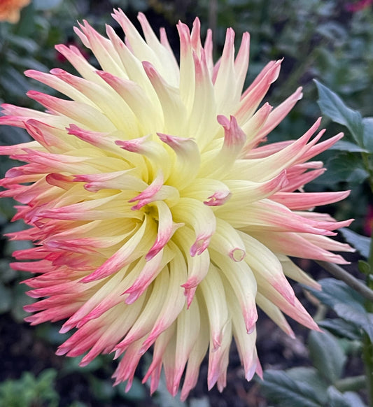 Hilltop Kemper Dahlia