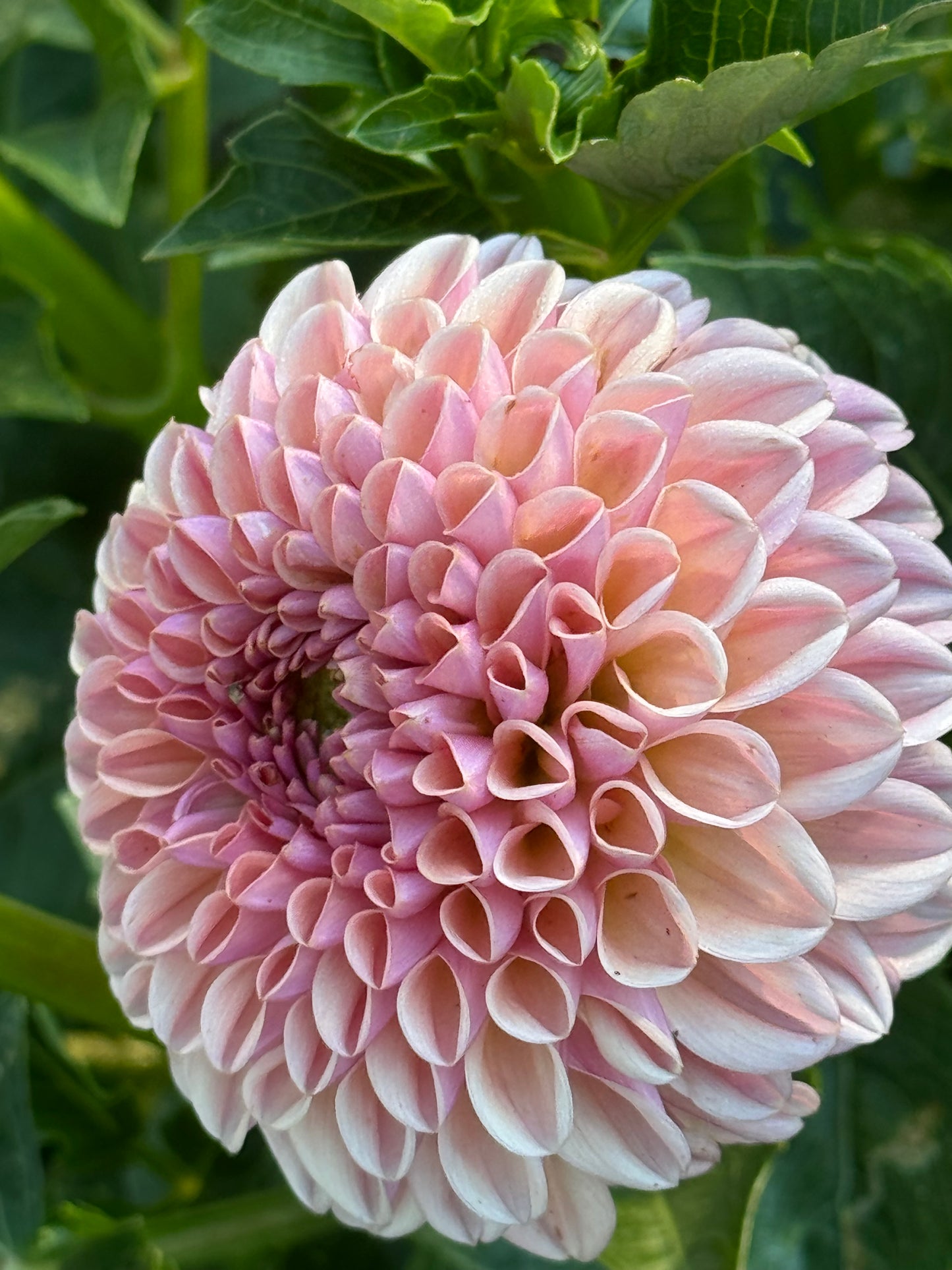 Valley Towny Dahlia