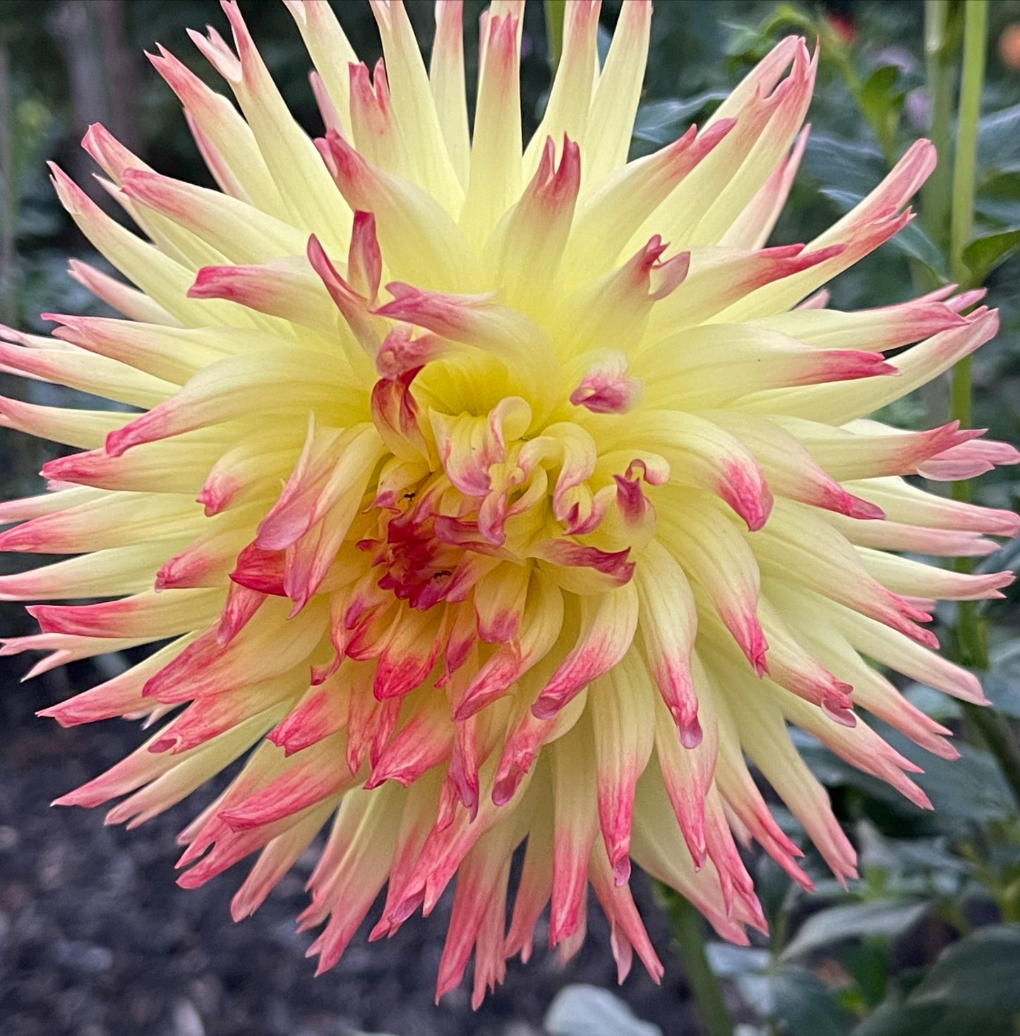 Hilltop Kemper Dahlia