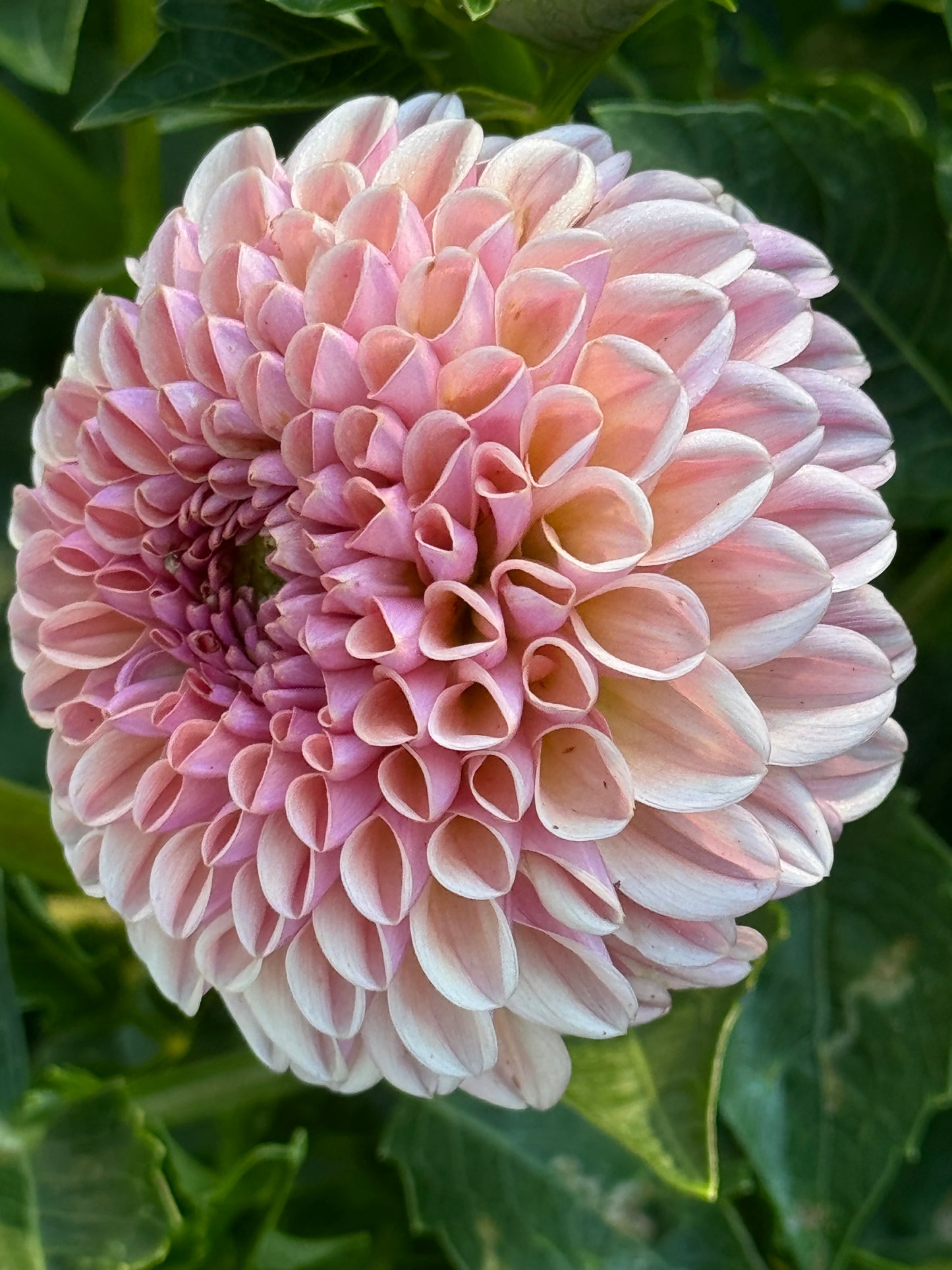 Valley Towny Dahlia