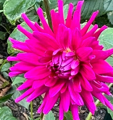 Hollyhill Keene Dahlia